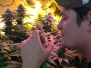 CannaMan Farms head grower Shane Wahl smells some of the cannabis plants he's cultivating.