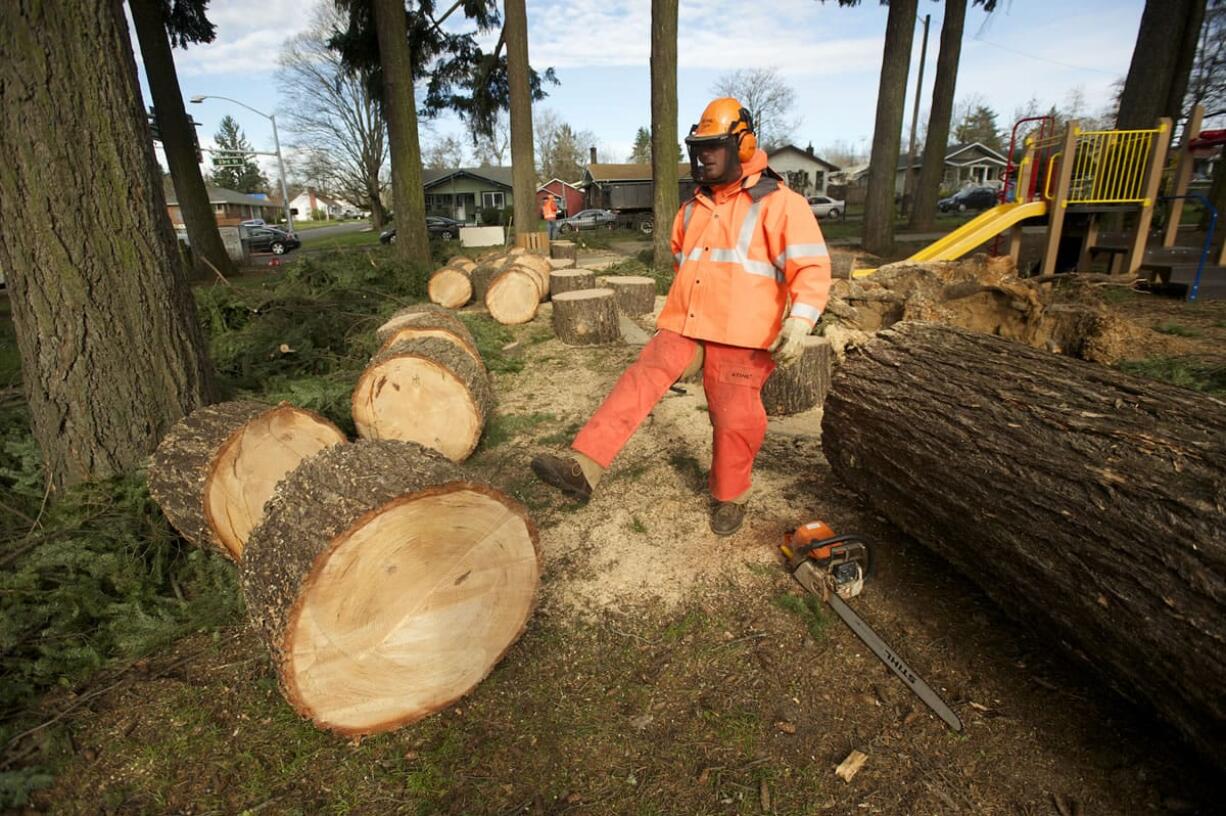 City of Vancouver employee Jason Oldham cuts a large fir tree into chunks at Carter Park on Monday as cleanup continues after the Dec.