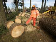 City of Vancouver employee Jason Oldham cuts a large fir tree into chunks at Carter Park on Monday as cleanup continues after the Dec.