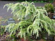 Robb Rosser
Dwarf conifers are the perfect garden accent, with four seasons of interest for every size of garden.