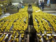 Workers sort pears at Northwest Packing  in 2013.