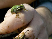 That's a Pacific tree frog on the finger of environmental scientist Peter Ritson, who leads an all-volunteer effort to monitor water quality and count amphibians and amphibian eggs all over Southwest Washington -- even inside neighborhood stormwater facilities.