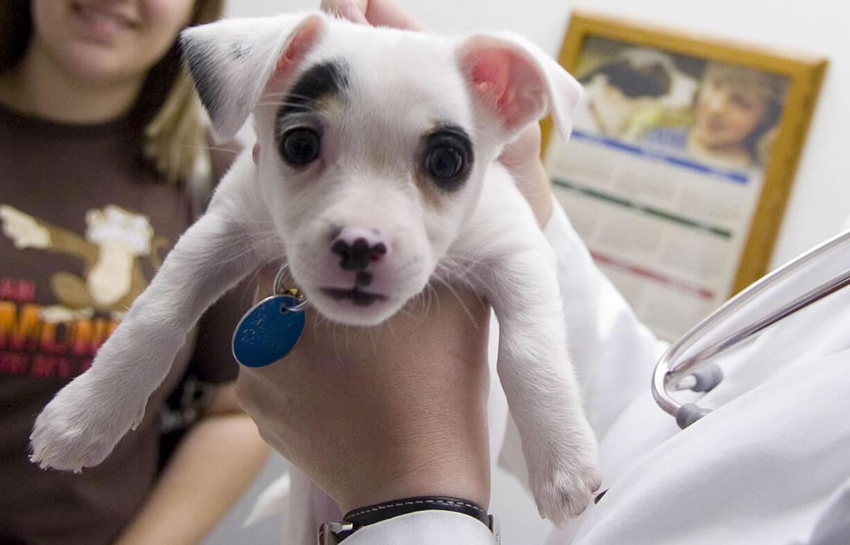 Banfield Pet Hospital announced Wednesday, April 2, it will build a 230,000-square-foot office complex on property just west of Clark College's Columbia Tech Center building at Southeast Mill Plain Boulevard and 184th Avenue.