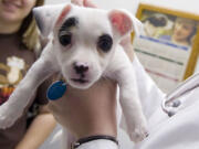 Banfield Pet Hospital announced Wednesday, April 2, it will build a 230,000-square-foot office complex on property just west of Clark College's Columbia Tech Center building at Southeast Mill Plain Boulevard and 184th Avenue.