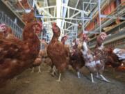 Chickens roam at the facility for Hilliker&#039;s Ranch Fresh Eggs, a family business since 1942 in Lakeview, Calif. McDonald&#039;s recent decision to transition to &quot;cage-free&quot; eggs may prove to be a tipping point in the industry. (Allen J.