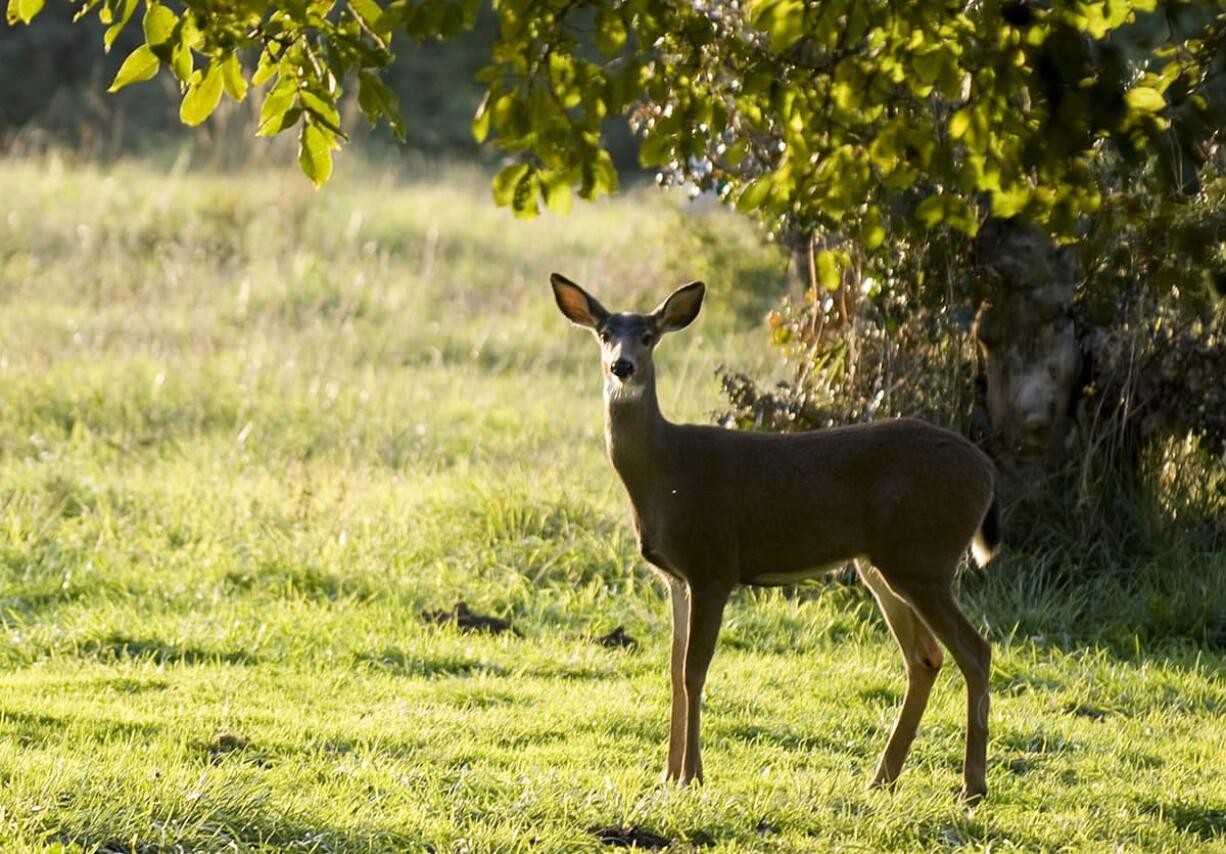 A whitetail deer stands along Seward Rd. in Felida in 2011. Deer in the eastern part of the state are dying from a viral disease.