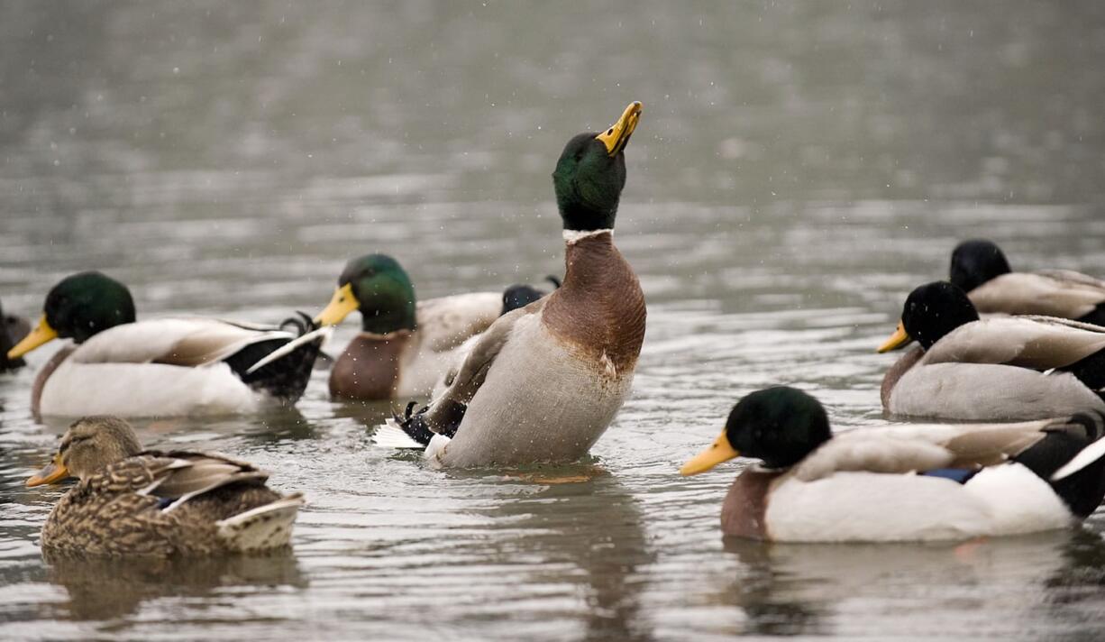 Washington's population of mallards is about the same as a year ago and up 3 percent from the three-year average.