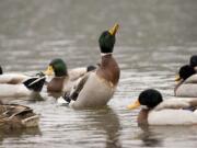 Washington's population of mallards is about the same as a year ago and up 3 percent from the three-year average.