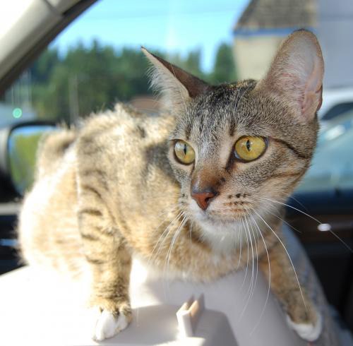 Martina is a beautiful 1-year-old tabby who was found as a stray. She is friendly and playful and does well with other animals and children of all ages. This sweet, petite girl is just waiting to bring happiness to her new home. These pets are among those available for adoption from 9 a.m. to 1 p.m. Monday through Sunday (or by appointment) at West Columbia Gorge Humane Society, 2675 S. Index St., Washougal. Adoption fees include spay/neuter, microchip, vaccinations and flea treatment.