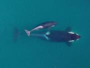 An adult female orca, identified as J-16, is photographed in September as she&#039;s about to surface with her youngest calf, born earlier in the year, near the San Juan Islands in Puget Sound. Federal biologists flying a drone have taken thousands of rich images of endangered Puget Sound orcas, showing the whales are in good condition this year.