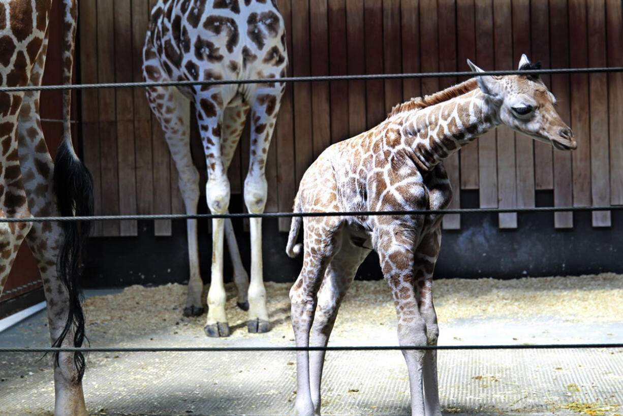 A 6-day-old giraffe peers at guests at the Milwaukee (Wis.) County Zoo on Sept. 22.