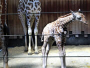 A 6-day-old giraffe peers at guests at the Milwaukee (Wis.) County Zoo on Sept. 22.