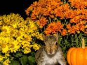 Pumpkins can attract snacking squirrels.