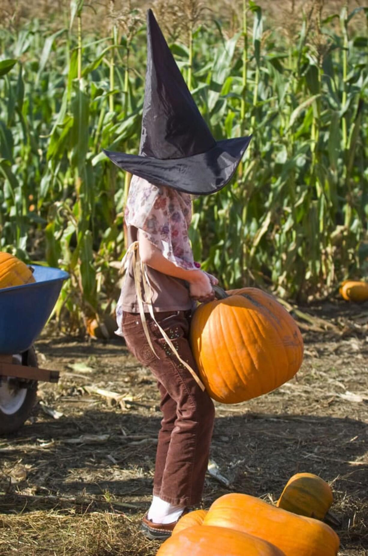 Joe&#039;s Place Farm in Vancouver to celebrate the greatest of Fall recognition activities: Picking out pumpkins.  (The Columbian/ N.