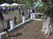 It may be structurally unsound on the inside, but Vancouver&#039;s Old Apple Tree keeps putting out vigorous new growth at its extremities. On Saturday, the city of Vancouver held a 189th birthday party for the tree that&#039;s considered the &quot;matriarch&quot; of the Pacific Northwest apple industry.