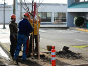 A crew from City Wide Tree Services plants new paperbark maple trees on Dec. 19 in front of Sunrise Bagels in downtown Vancouver.