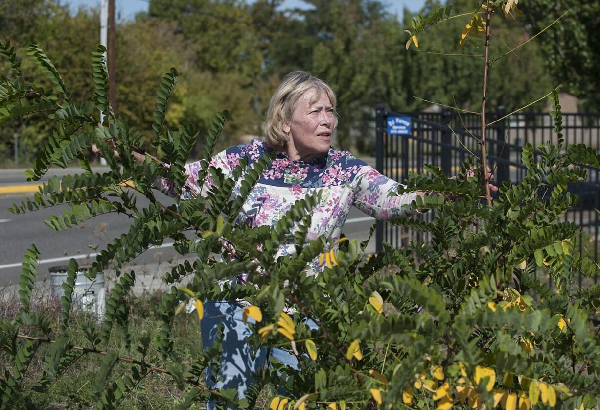 Lydia Casey of Clark County looks over a roughly 1- to 2-month-old black locust tree growing along Northeast St. Johns Road. They&#039;re fast-growing and hard-to-kill weeds, and Casey has been trying to help her neighbors fight their spread.