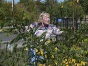 Lydia Casey of Clark County looks over a roughly 1- to 2-month-old black locust tree growing along Northeast St. Johns Road. They&#039;re fast-growing and hard-to-kill weeds, and Casey has been trying to help her neighbors fight their spread.