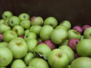 Apples waiting to be pressed into cider.