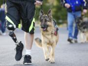 Justin Carey trains his new service dog Shiva, Wednesday, December 3, 2014. Carey lost his leg in a crash earlier this year and is training the dog with military veterans.