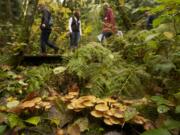 Visitors look for mushrooms during a guided hike at Columbia Springs Family Field Trip Day in 2012.