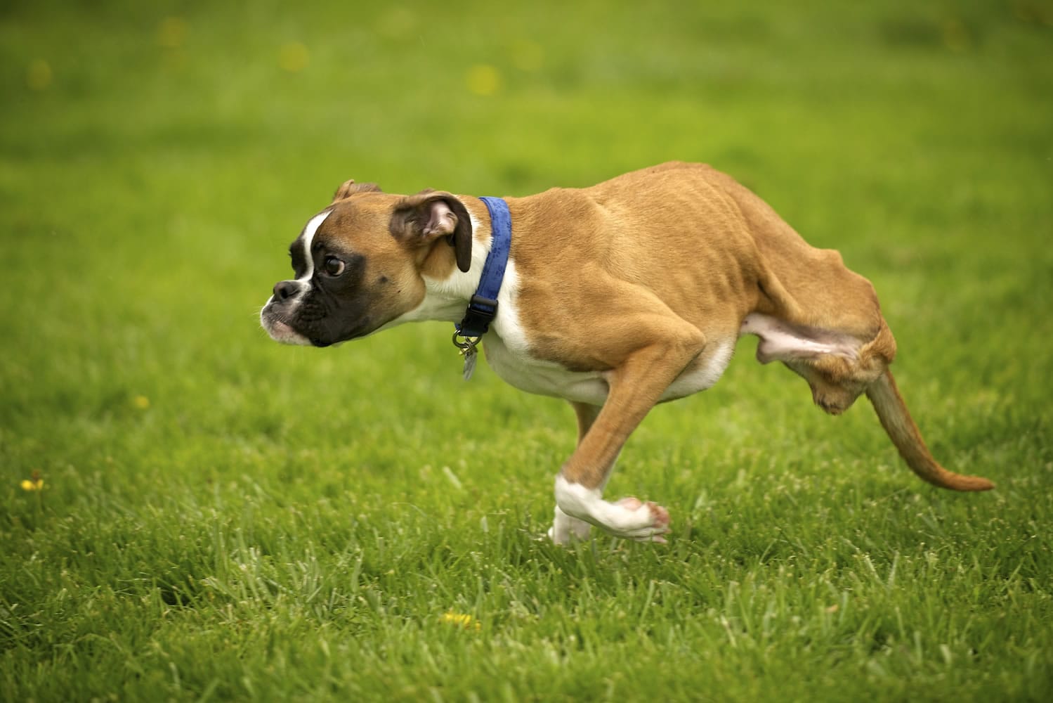 Duncan Lou Who, a 9-month-old boxer, runs in the backyard of his home in Felida. Amanda Giese and Gary Walters, who operate Panda Paws Rescue out of their home, posted a video of Duncan playing on the beach to YouTube on March 22.