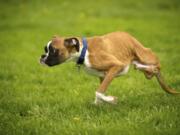 Duncan Lou Who, a 9-month-old boxer, runs in the backyard of his home in Felida. Amanda Giese and Gary Walters, who operate Panda Paws Rescue out of their home, posted a video of Duncan playing on the beach to YouTube on March 22.