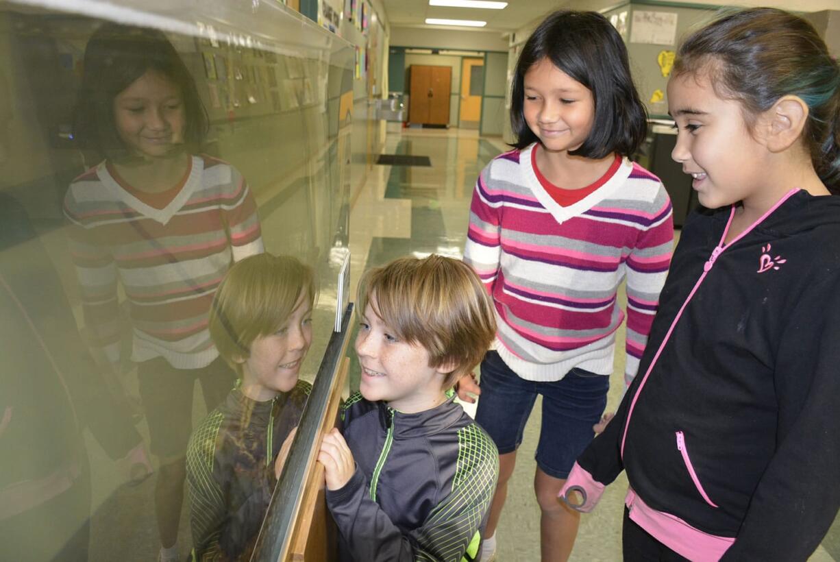 Washougal: Cape Horn-Skye Elementary School fourth-graders Jame Byrum, from left, Leila Tienhaara and Jordan Perry observing some of the 15 coho salmon students are raising as part of the Salmon in the Classroom program.