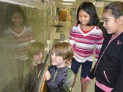 Washougal: Cape Horn-Skye Elementary School fourth-graders Jame Byrum, from left, Leila Tienhaara and Jordan Perry observing some of the 15 coho salmon students are raising as part of the Salmon in the Classroom program.