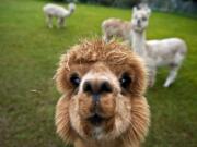 &quot;Miss America,&quot; a young female alpaca, says hello at the  Serendipity Alpaca Ranch  near Ridgefield.