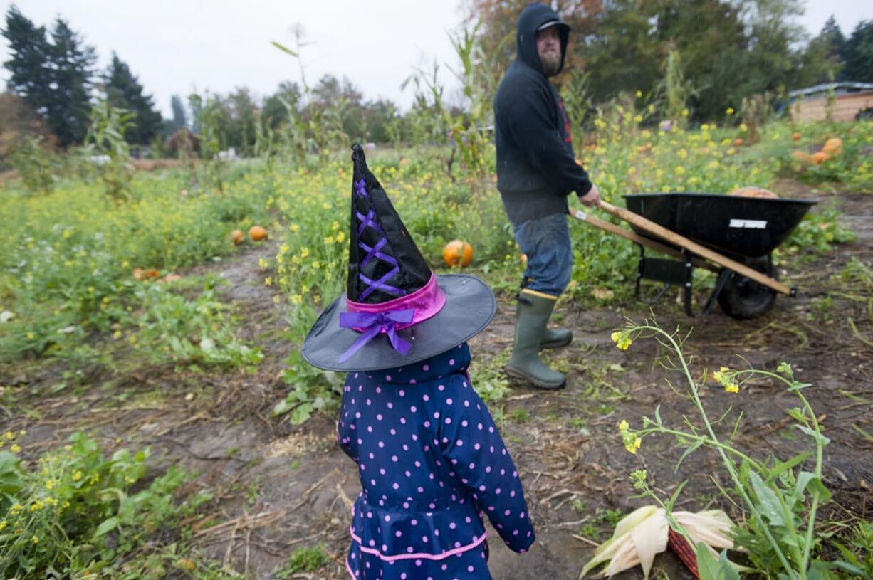 Courtney Carlson, 4, and her father, Mike Carlson, look for the perfect pumpkin Sunday at the Bi-Zi Farms pumpkin patch in the Brush Prairie area.