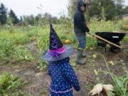 Courtney Carlson, 4, and her father, Mike Carlson, look for the perfect pumpkin Sunday at the Bi-Zi Farms pumpkin patch in the Brush Prairie area.