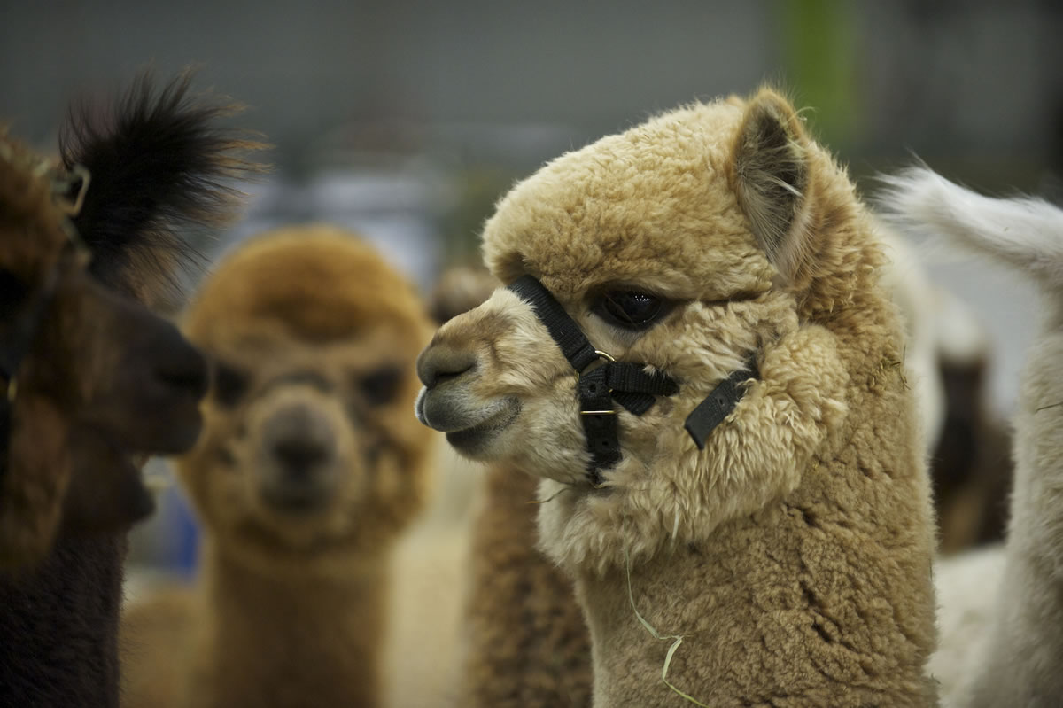 A herd of alpacas from Crescent Moon Ranch in Terrebonne, Ore., stand in a pen as handlers and breeders show their animals at Alpacapalooza at the Clark County Event Center at the Fairgrounds.