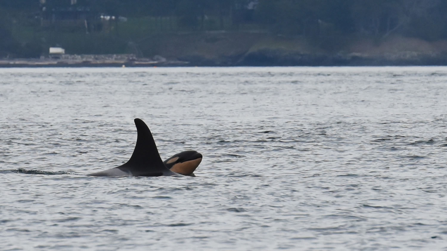 Newborn orca calf J53 is seen with its mother J17 off San Juan Island, Wash., on Saturday, Oct. 24, 2015. The Center for Whale Research in Friday Harbor confirmed on its Facebook page this weekend that a newborn orca designated as J53 was seen traveling Saturday in Haro Strait with a 38-year-old orca known as Princess Angeline. It's the sixth baby born to Puget Sound's three orca pods since last December, boosting their numbers to 82.