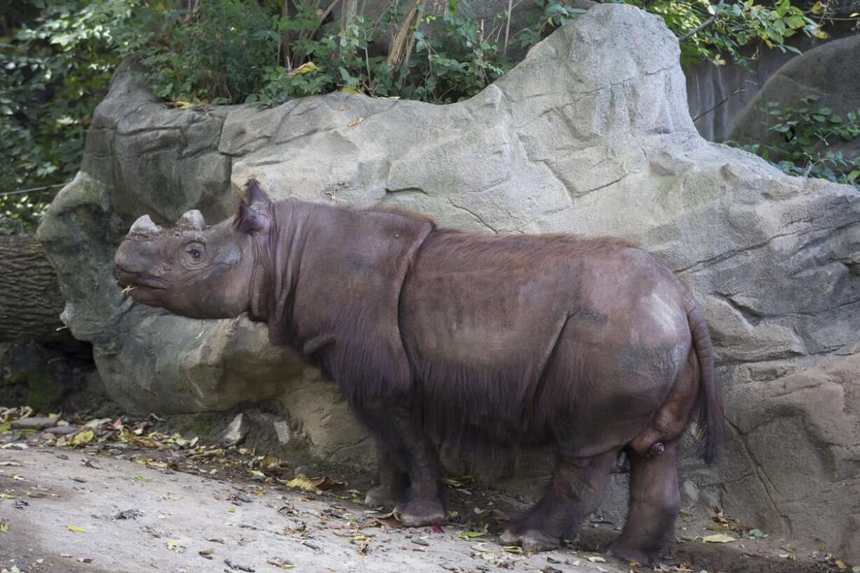 Harapan, a Sumatran rhino, roams his enclosure Thursday on his last day of viewing at the Cincinnati Zoo and Botanical Gardens in Cincinnati. A zoo official said that the 8-year-old male began the air, land and sea journey back to its ancestral southeast Asian homeland Friday afternoon. The trip is expected to take some 50 hours before the rhino reaches an Indonesian sanctuary.