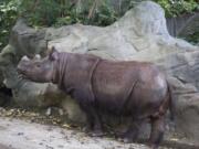 Harapan, a Sumatran rhino, roams his enclosure Thursday on his last day of viewing at the Cincinnati Zoo and Botanical Gardens in Cincinnati. A zoo official said that the 8-year-old male began the air, land and sea journey back to its ancestral southeast Asian homeland Friday afternoon. The trip is expected to take some 50 hours before the rhino reaches an Indonesian sanctuary.