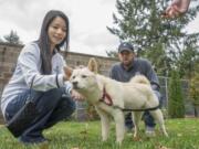 Autumn and Jeff, a couple from Vancouver, walk a 5-month-old Jindo mix, who they are renaming Seoul, before taking her home on Saturday. The puppy was rescued from a South Korean dog meat farm this summer.