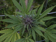 A marijuana plant grows at the River Rock marijuana growing facility in Denver.