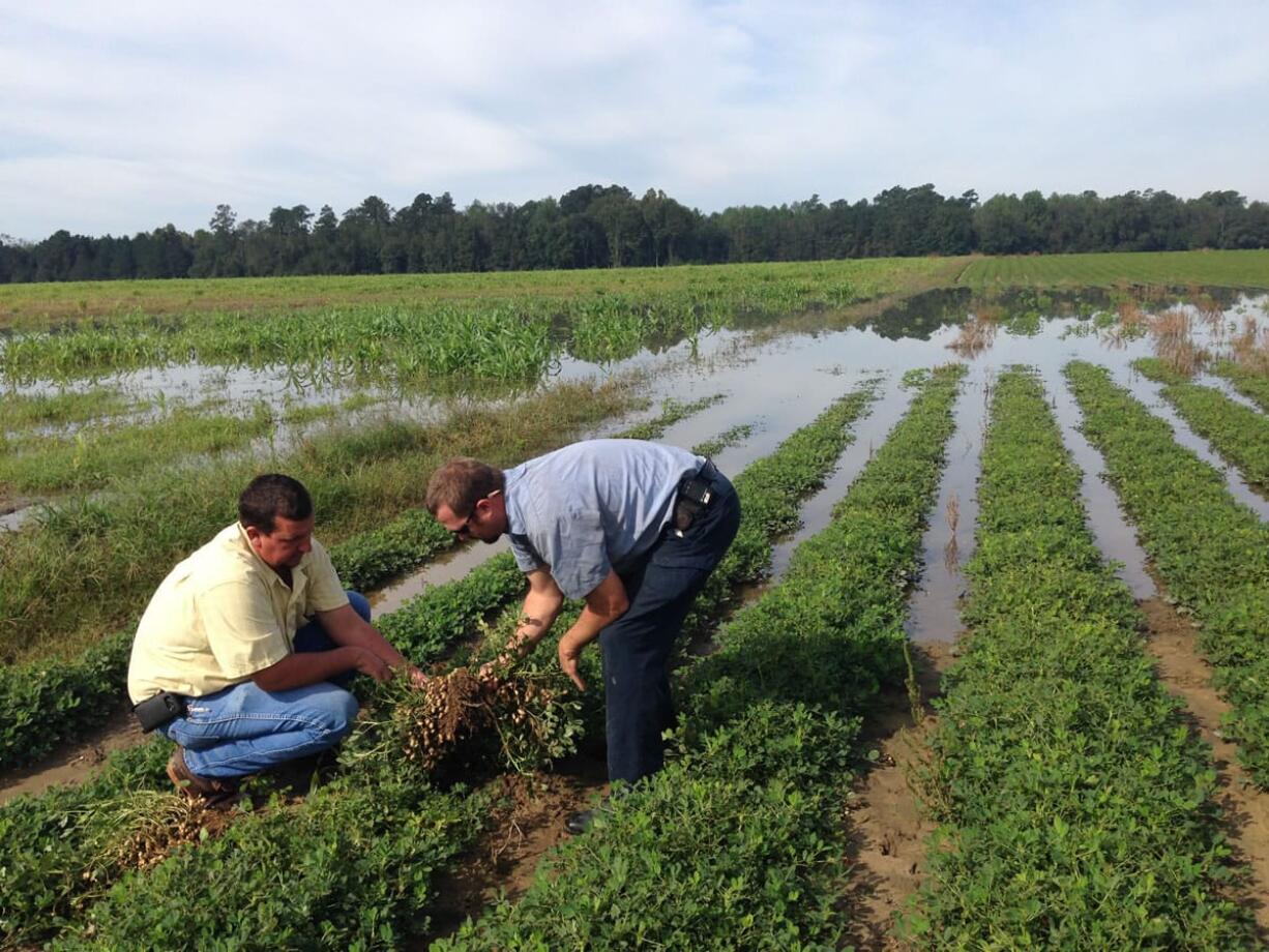 Thad Wimberly, left, and Jonathan Berry inspect the damage to a field of peanuts following record rainfall and flooding in Branchville, SC., Friday, Oct. 9, 2015. Wimberly, co-owner of Wimco Farms in Branchville, said he expects to lose 75 percent of his crop.