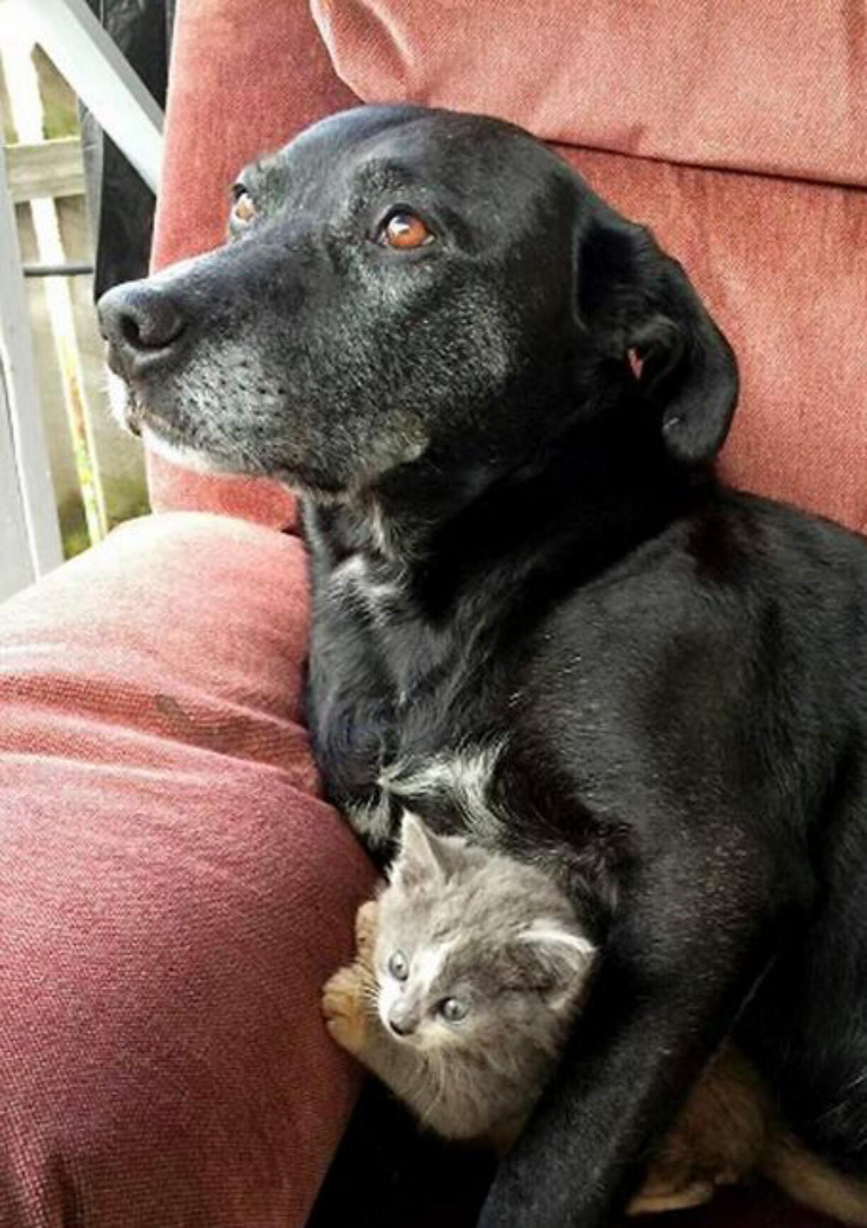 Atilla keeps kitten Jack close. Jack was found and rescued by the other dog in Atilla&#039;s household, Chaos.