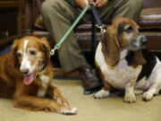 Tillie, left, and Phoebe, right, sit at the feet of their owner, B.J. Duft, of Vashon Island as they wait in the lobby of Gov. Jay Inslee&#039;s office Thursday in Olympia. (AP Photo/Ted S.