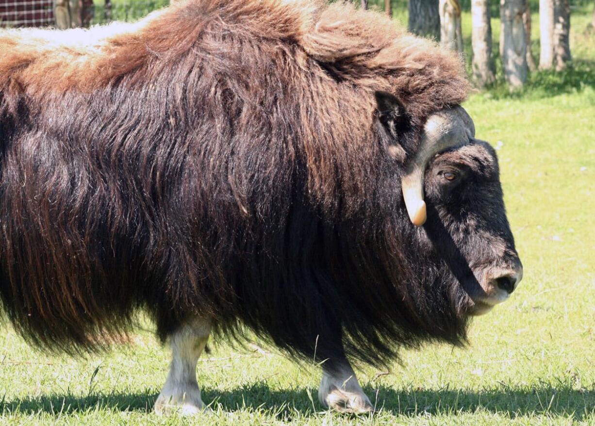 Alaska game officials have legalized killing musk oxen that are stranded on ice floes. Males can weigh up to 800 pounds.