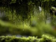 Water drips from moss on tree limbs along the Lacamas Heritage Trail.