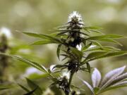 A flower nearly ready for harvest sits atop a mature marijuana plant at the Pioneer Production and Processing marijuana growing facility in Arlington.