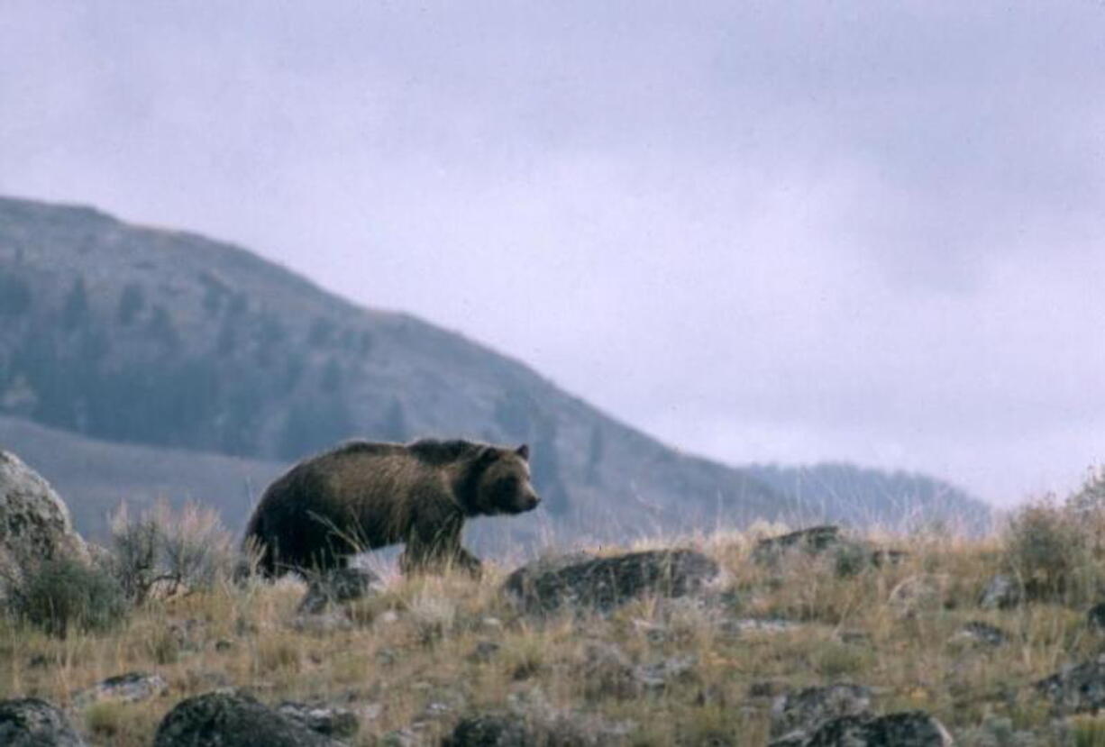 National Park Service
A grizzly bear's sense of smell is estimated to be seven times stronger than a bloodhound's with the capability of finding carcasses from miles away.