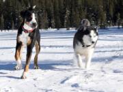 Dogs run in the snow on Hyalite Canyon south of Bozeman, Mont. &quot;If it is below zero, you might want to really think about being outside with your dog,&quot; said Dr.