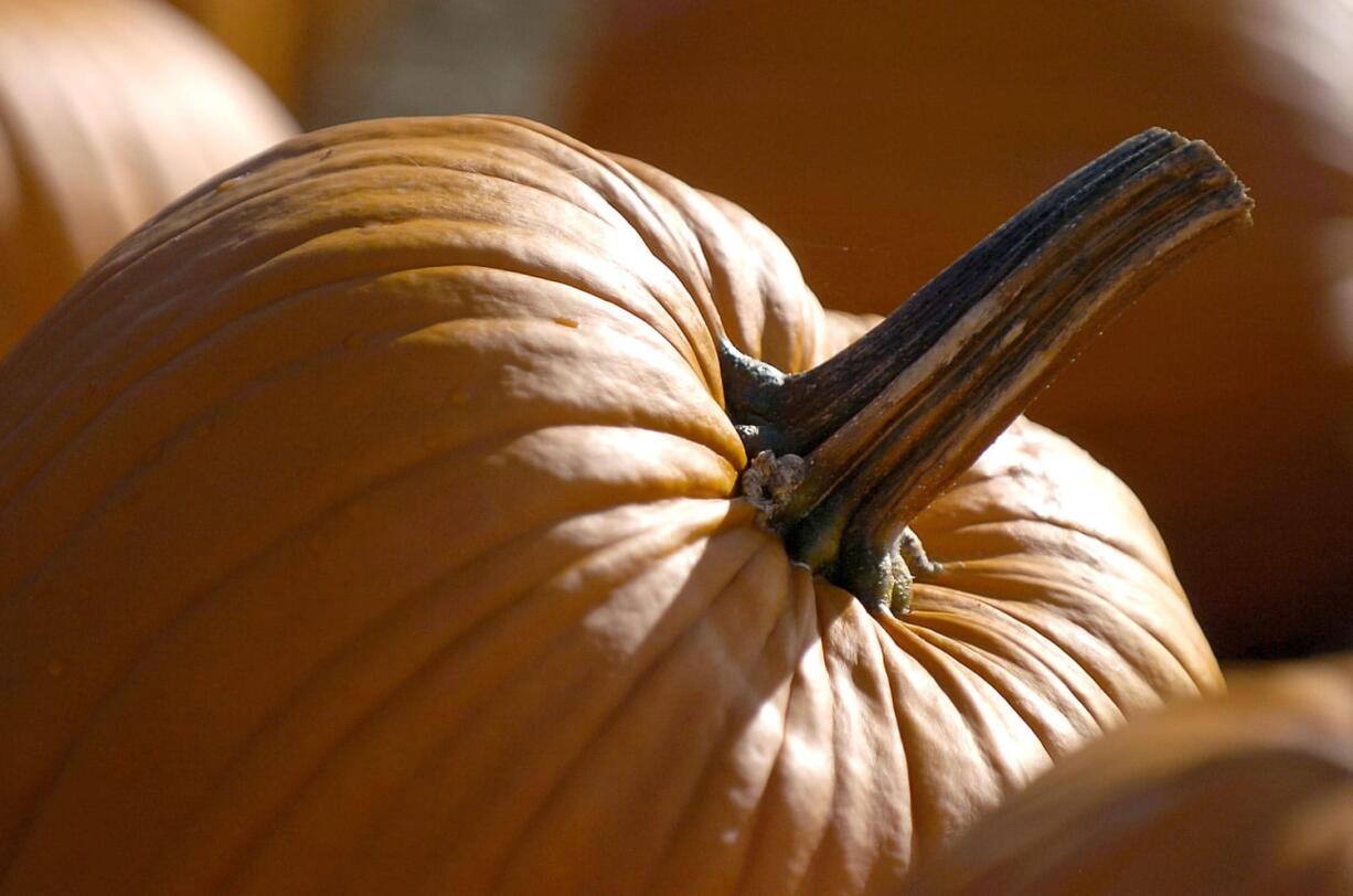 Hundreds of pumpkins await visitors at Joe&#039;s Place Farms in Vancouver.