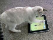 Maxine the cat plays &quot;Game for Cats&quot; on an iPad in Valencia, Calif.