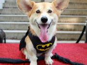 Marc Dalangin&#039;s Welsh corgi, Wally, is dressed in a Batman costume for Halloween in New York. Wally, who also has dressed as a banana, a dinosaur, Michael Jackson and Elvis, is a star on Instagram, with 63,000 followers, and Facebook, with 12,000 followers.