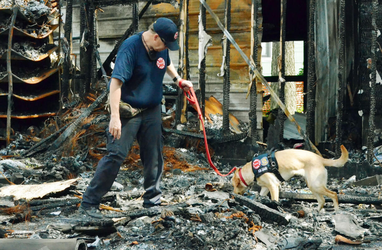 Glory, a 3-year-old yellow Labrador and an ignitable liquid detection K-9 who started out as an assistance dog, is owned by Keith Lynn of Evansville, Wis.